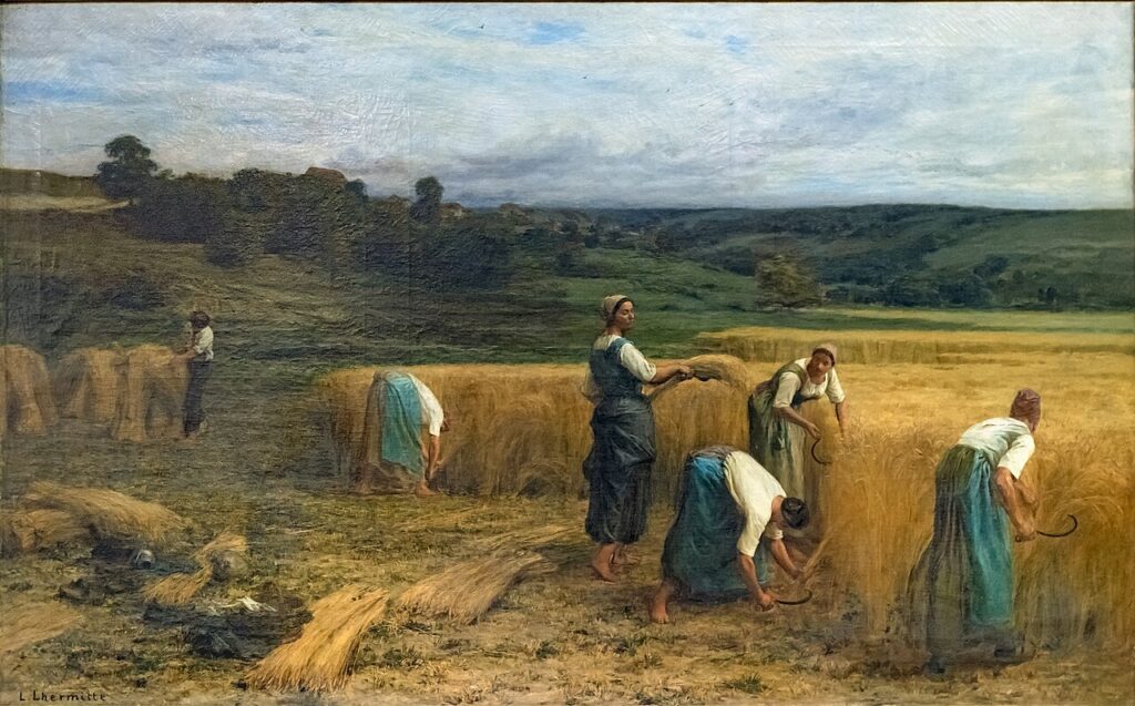 Grupa chłopek w długich spódnicach ścina zboże sierpami.